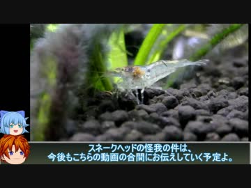 【３分水槽 】part7「現状の御報告」