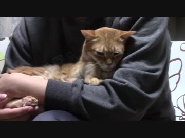 拾いねこ＠生後2086/2053日目　おしゃべりつきにょん。