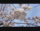 【VLOG】上板橋、前野町六丁目公園～平和公園を散歩、適当に桜の花見＆iPhone SEでタイムラプス撮影