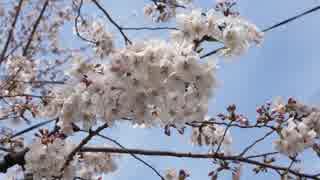 【VLOG】上板橋、前野町六丁目公園～平和公園を散歩、適当に桜の花見＆iPhone SEでタイムラプス撮影