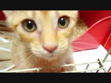 保護ねこ成長記録（5）保護28日目～34日目