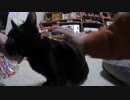 【Jean & Pont 942】パワフル保護猫兄弟が楽しませてくれる毎日