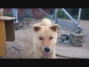 ご飯の前のメイリオ