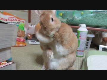 (^ω^)ﾍﾟﾛﾍﾟﾛ