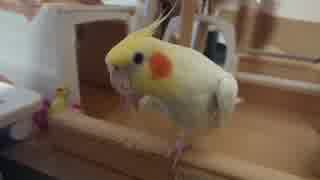 【オカメインコ】りりぃアレンジ歌ヾ（*´∀｀*）ﾉ♪