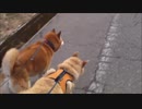 【柴犬ジロー】　ランとの散歩再開