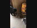 ゴロゴロ言いながら頭突きをかます猫
