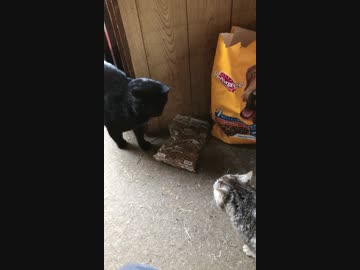 ゴロゴロ言いながら頭突きをかます猫