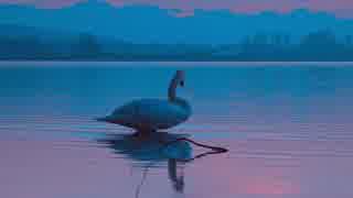 Swan On Lake　坂本まり