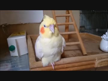 春なので…マッタリするインコの動画集めてみた