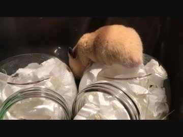 キンクマハムスターのうたた寝