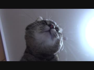 拾いねこ＠生後2088/2055日目　月音さんがハゲました（