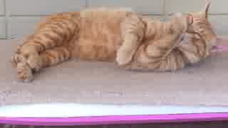 猫とオヤジのくしゃみ