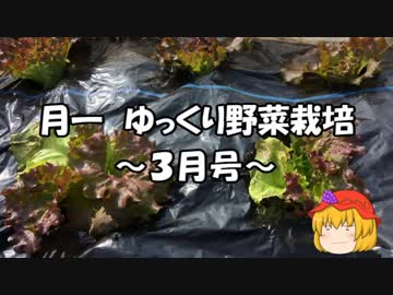 月一 ゆっくり野菜栽培 Part8