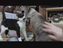 【Jean & Pont 945】ラブ＆しおん3度目の譲渡会2日前、準備万端？！