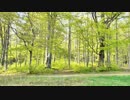 坂本まり　＠Daylight In Forest