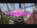 SAKURA ICE