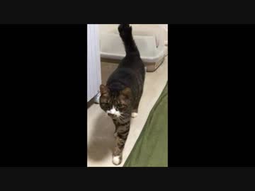 【こげつく】こげの短編タテ動画三本立て