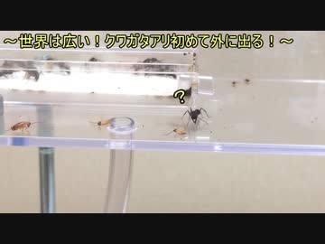 蟻戦争Ⅱ＃8 二度見するアリがなんか人間臭いｗ【クワガタアリ】編