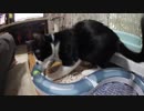 【Jean & Pont 946】保護猫の世話をしながらビデオ会議をする