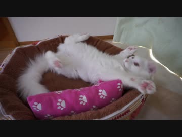 【HR299】メインクーン4ヶ月の子猫とけりぐるみ