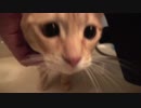半年ぶりのお風呂でおりこうさんな猫