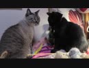 【Jean & Pont 947】ママ一人で5匹の保護猫との愛溢れる時間