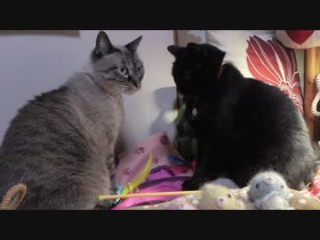 【Jean &amp; Pont 947】ママ一人で5匹の保護猫との愛溢れる時間