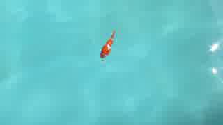 Clown Fish Swimming　★　高橋貴子