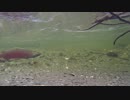Footage Of Underwater Fish　★　高橋貴子