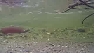 Footage Of Underwater Fish　★　高橋貴子