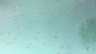 Video Of School Of Fish　★　高橋貴子