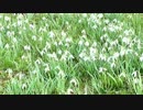 浅利祐作　野に咲く花