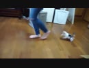 追いかけてくる子猫が可愛すぎる