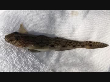 釣り動画ロマンを求めて 143釣目（うみかぜ公園)