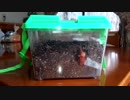 [カブトムシ]の成長記録　交尾シーン？も撮影出来ました！虫の観察❤昆虫