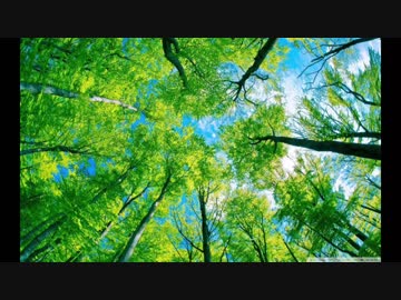 セミの鳴き声と波の音（睡眠用BGM・作業用BGM）