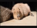 【癒し】カピパラを観ていると、ゆったりとした気分になれますね
