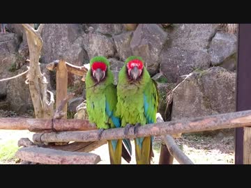 動物園に行ったら鳥やカピバラや猿がいました