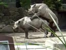 カミーユ　動物園へ