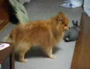 うさぎといぬのクルクル動画