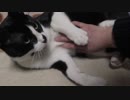【Jean & Pont 949】maoiママと遊ぶ保護猫兄弟とその母猫