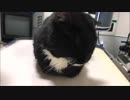 【こげつく】おにぎりの通院と帰宅