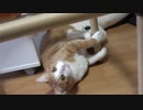 クラフト管で猫用コタツ・・・いやハンモックを作る