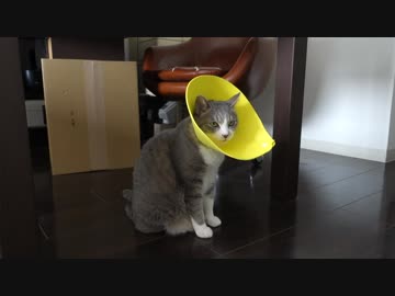 【モアクリ】 エリザベスモアレ