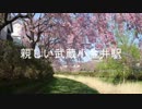 CM親しい武蔵小金井駅　野川の紅枝垂れ桜