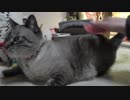 【Jean & Pont 951】パパの声がガラガラでも嫌な顔をしない猫の皆さん