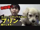 プリンの紹介とワンチュー犬CHのご説明