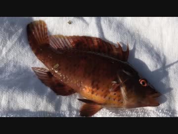 釣り動画ロマンを求めて 144釣目（前編：熱海港海釣り施設)