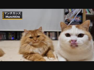 【マンチカンズ】ねこのきもち付録の遊び方 ~ チョロQ ~